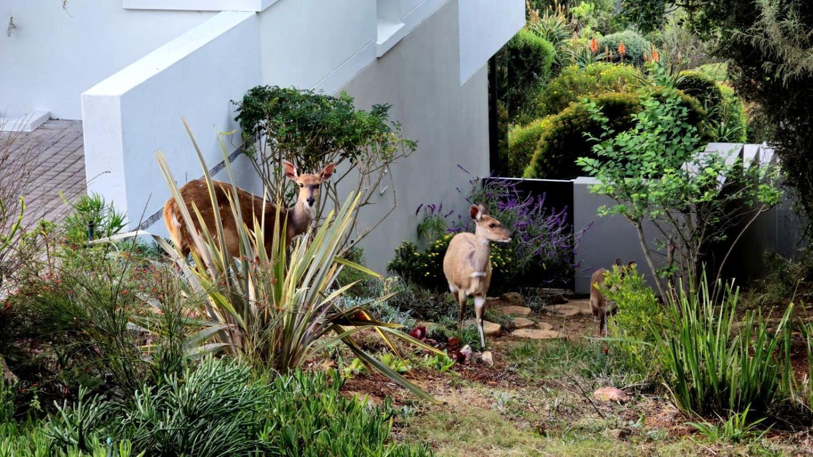 Oubaai Villa By Raw Africa Collection Herolds Bay Eksteriør billede